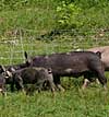 BerkshirePigs