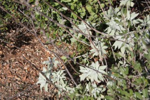 bushes sANTA ROSA PLATEAU ca