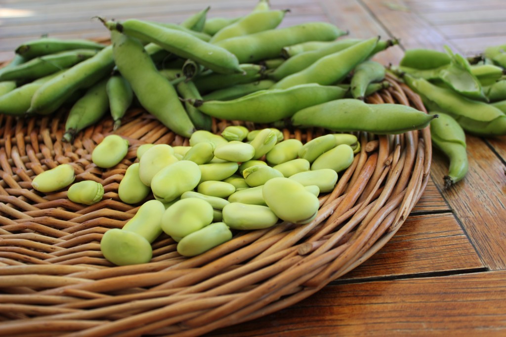 fresh fava beans