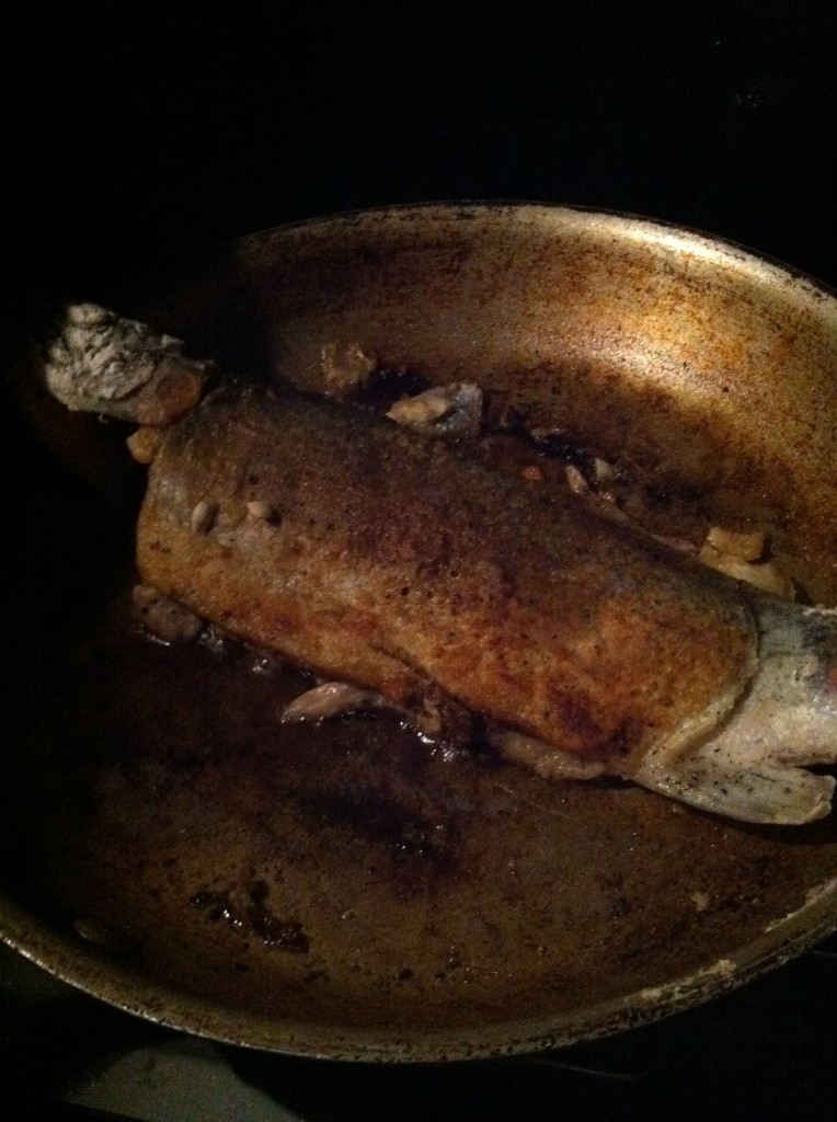 my son's salmon trout